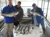 (04/26/2014) - Nice Striped Bass